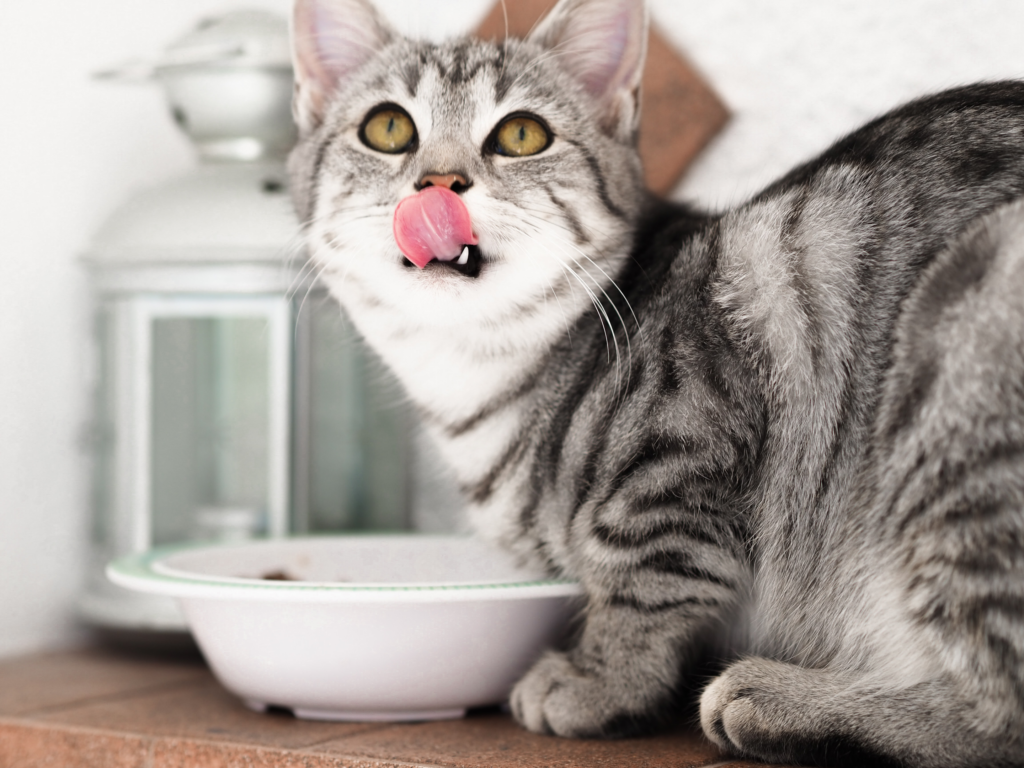 Kot jedzący karmę z miski