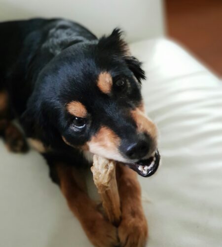 Darmowe próbki Pedigree – jak wypróbować karmę i DentaStix? (2026)